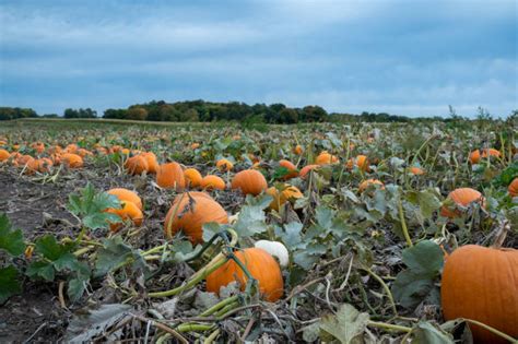 130 Cloudy Pumpkin Patch Stock Photos Pictures And Royalty Free Images