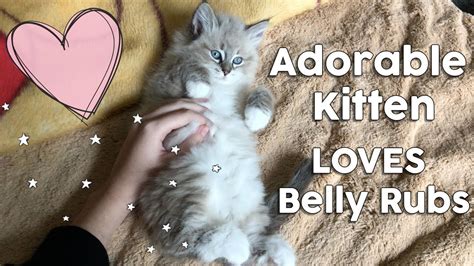 Cute Cuddly Siberian Kitten Loves Belly Rubs Sound Up For Purrs Youtube