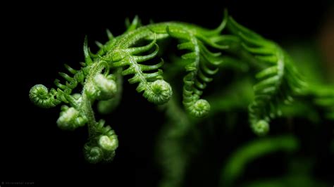 Fern Wallpapers - Wallpaper Cave