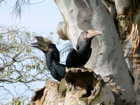 Earth On The Wing Boy Youre Lookin Fine Sexual Dimorphism In Birds