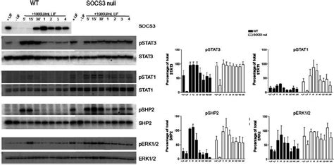 Lif Signalling Is Deregulated Socs 3null Es Cells Feeder Independent