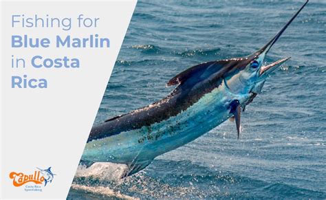 Blue Marlin Fish Catching And Understanding Blue Marlin Fishing In