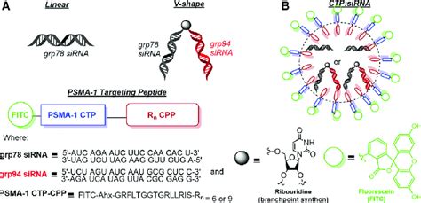 Rational Design Of Peptide And Sirna Sequences Used In This Study For