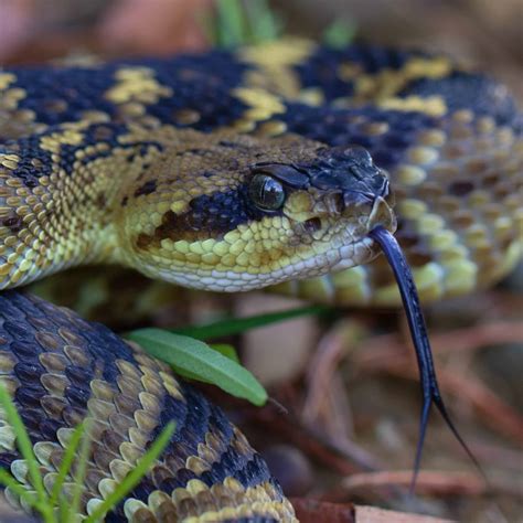 Venomous Snakes Found In Costa Rica Bird Watching Hq