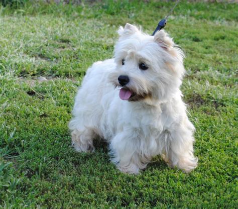 Adult West Highland White Terrier For Sale Illinois Dreamcatcher