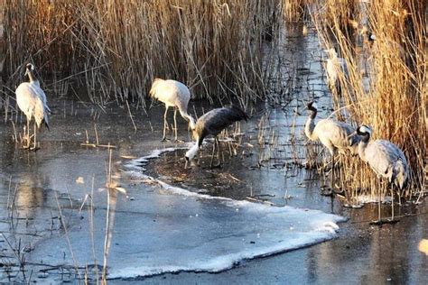 河北衡水湖「首現」國家一級保護動物——白頭鶴 每日頭條