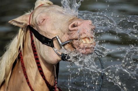 El agua salpicando en el río Foto Premium