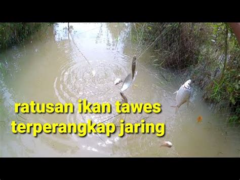 Berburu Ikan Tawes Saat Rawa Banjir Youtube