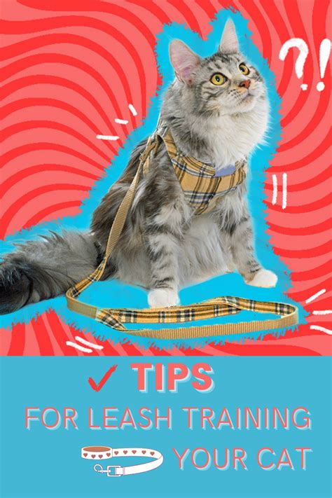 Leash Training Tips For Cats