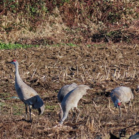 Antigone Canadensis Tabida Sandhill Crane 10000 Things Of The