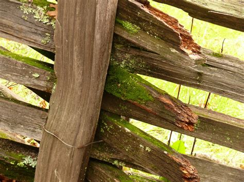 Kostenlose Foto Baum Ast Zaun Holz Blatt Kofferraum Leisten