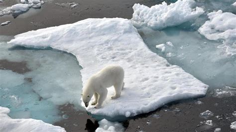 Klimawandel Bedroht Lebensraum Eisb Ren K Nnten Bis Aus Arktis