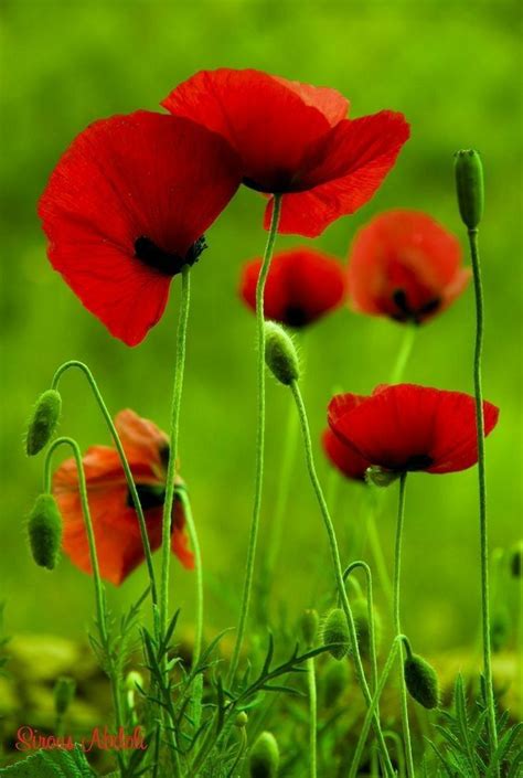 Pin von Neset Arici auf Gelincik Blumenfotos Schöne blumen Mohn malerei