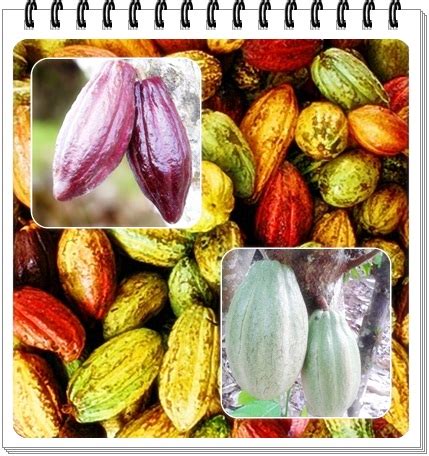 Panduan Teknis Budidaya Tanaman Kakao Theobroma Cacao L