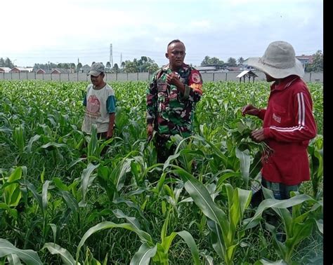 Malang Post Babinsa Dan Petani Merawat Tanaman Jagung Bersama