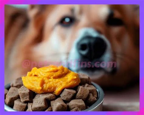 25 Quick And Easy Tips To Make Your Dog Eat Dry Dog Food