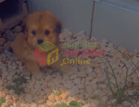 Adorable Male And Female Shih Tzu Puppies For Sale Pormore