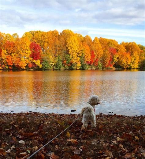 Foliage In Viaggio Alla Ricerca Dei Colori Dell Autunno Io Donna