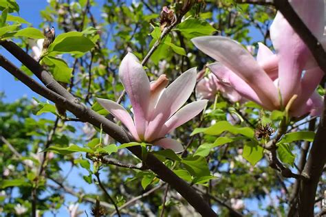 15 Types of Magnolia Trees (Photos Included) - Plantglossary