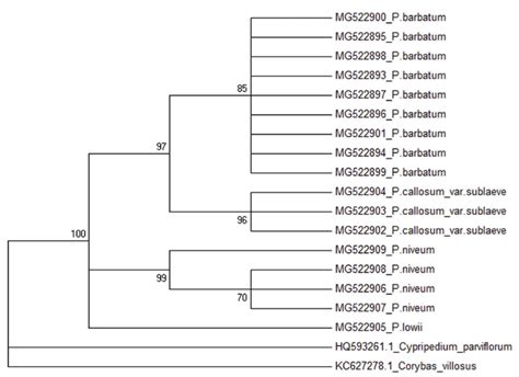 Nj Bootstrap Consensus Condensed Cutoff At 50 Phylogenetic Tree Of