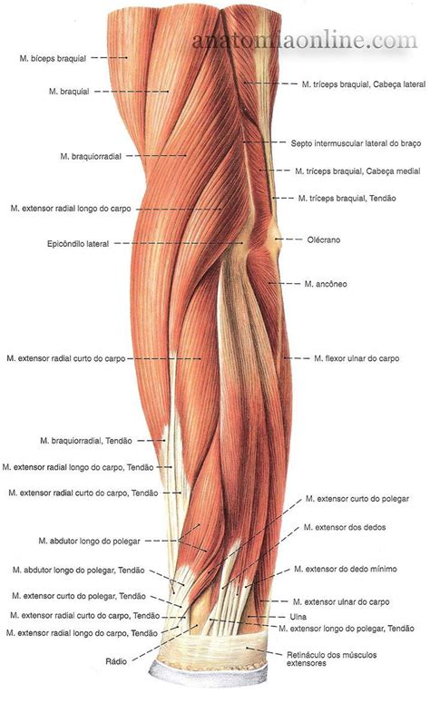 M Sculos Do Membro Superior Anatomia Online Anatomia Dos M Sculos