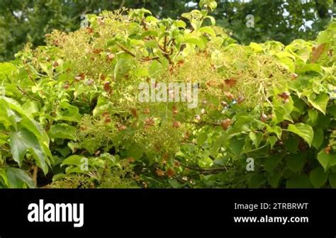 Hydrangea Anomala Japanese Climbing Hydrangea Is Species Of Hydrangea