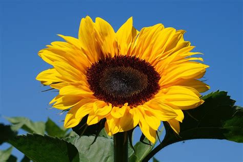 Top Imagen Historia Del Girasol Mitolog A Griega Abzlocal Mx