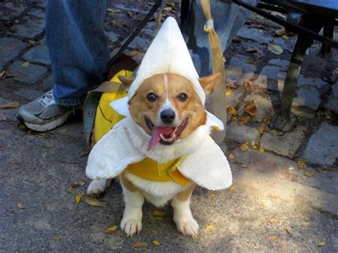 Weiner dog, Banana costume, Dogs