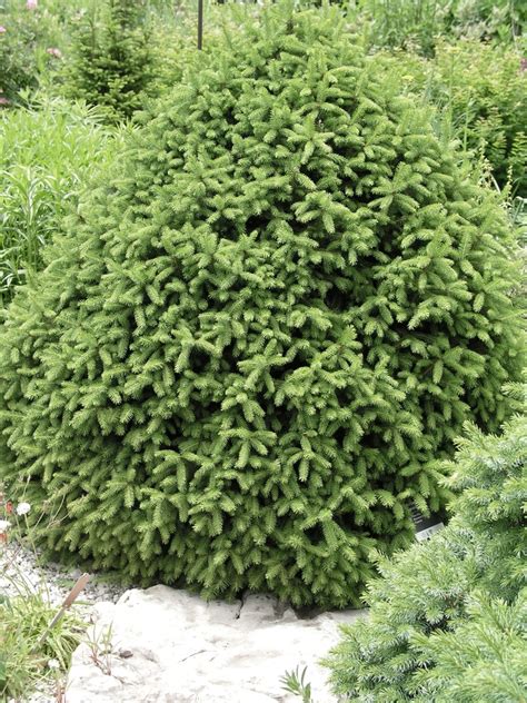 Picea Abies Sherwood Compact Dwarf Norway Spruce Garden Center