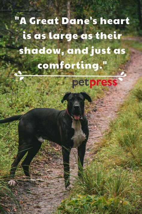 Embracing The Wisdom Of These 50 Great Dane Dog Quotes