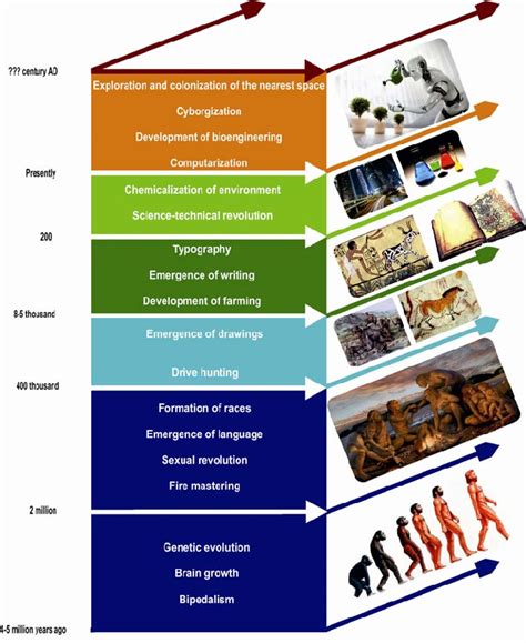 Human Development Stages Chart Human Evolution Stages Hi Res Stock