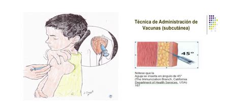 Sitios Anatomicos De Aplicacion [cepem Información Sobre Vacunas ]