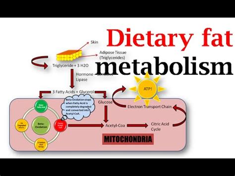 Dietary fat metabolism - YouTube