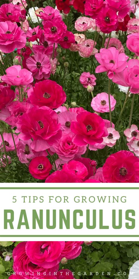 How To Grow Ranunculus Tips For Growing Ranunculus Growing In The