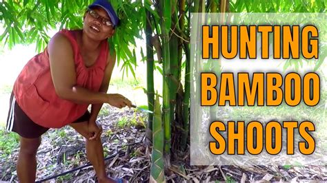 How To Harvest Bamboo Shoots Youtube