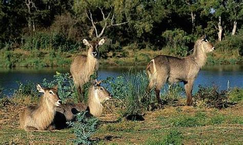 Grazers And Browsers Kruger Park Wildlife