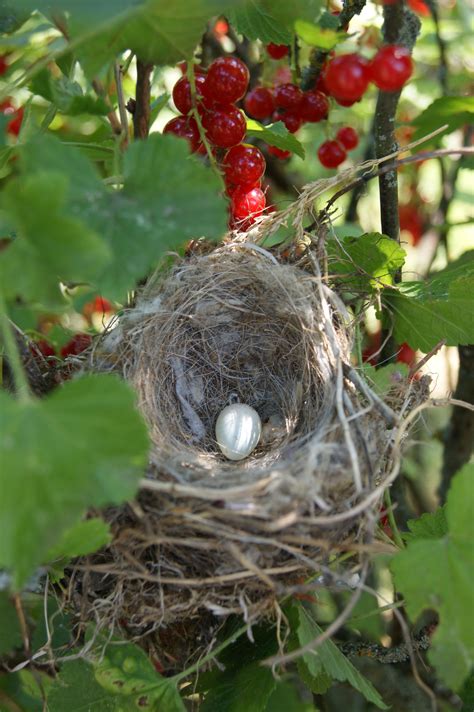 Plant nest