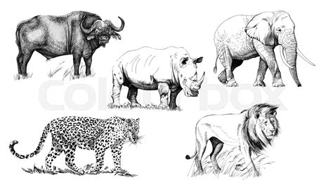 Big African Five Animal Hand Drawn Illustration Stock Image Colourbox