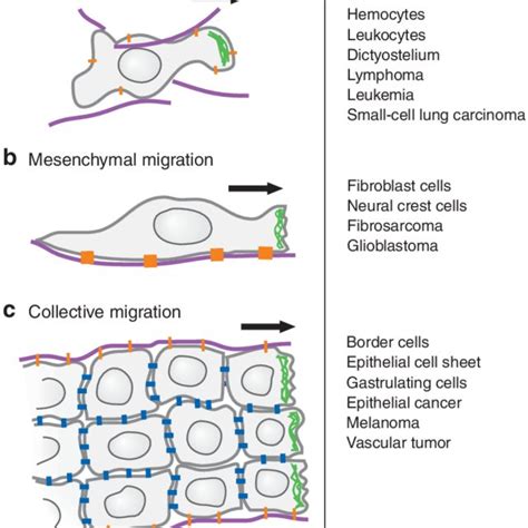 Diversity In Cell Migration Strategies A Amoeboid Migration