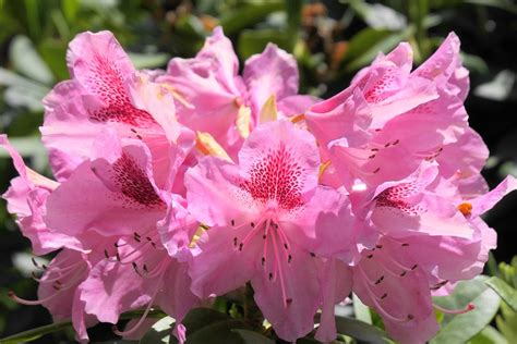 Azaleas Flores Rosadas Foto Gratis En Pixabay Pixabay