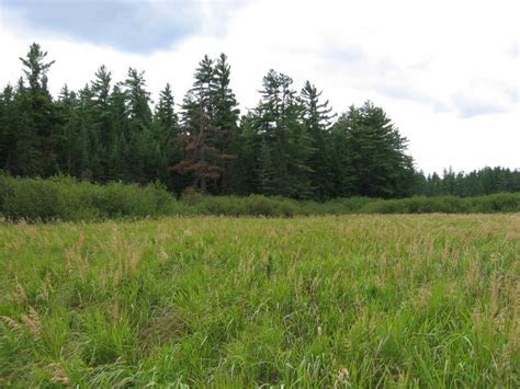 Sedge Meadow Guide New York Natural Heritage Program