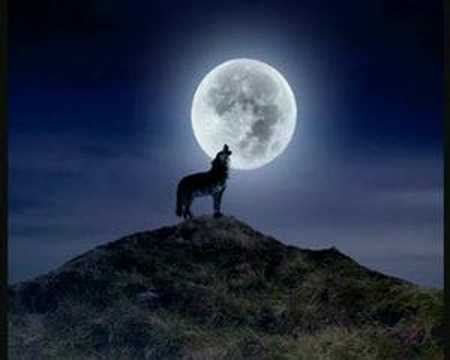 kurt resimleri - YouTube