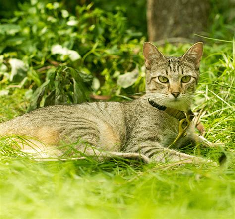 When Can Kittens Go Outside & Explore Safely | Perfect Fit™