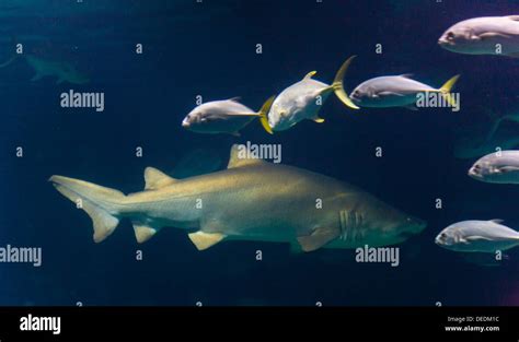 Shark, L´Oceanografic, Valencia, Spain Stock Photo - Alamy