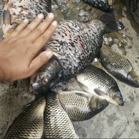 Jual Ikan Mas Segar 1kg Isi 4 5 Ekor Shopee Indonesia