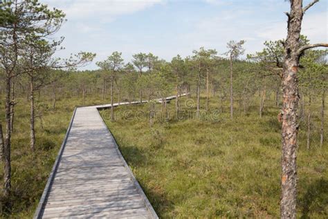 Wooden Road Leading To Bog Stock Image Image Of Ramsar 155327297