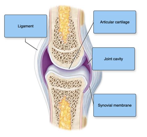 Joints Flashcards Quizlet
