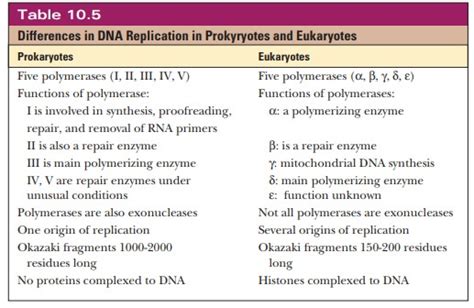 Eukaryotic Dna Replication