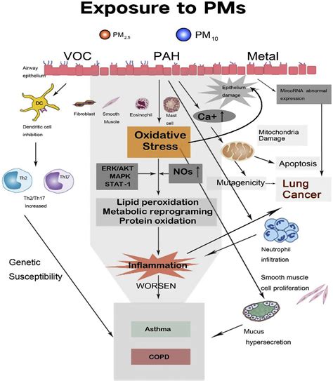 PM2 5 Understanding The Impacts Of Fine Particulate Matter On Air