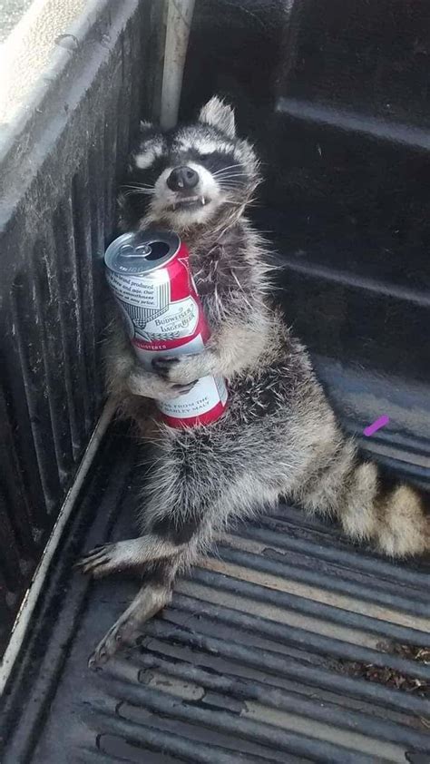 Portrait Of A Funny Raccoon In Red Sunglasses Showing A Rock Clip Art